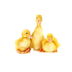 three ducklings on white