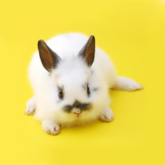 small rabbit