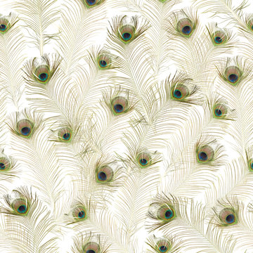 Fototapeta Repeatable Peacock Feathers