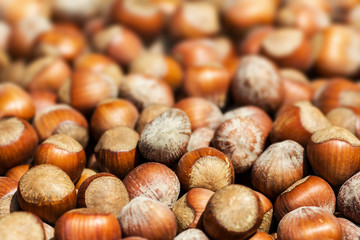 Hazelnuts background macro. Heap of hazel nuts background close