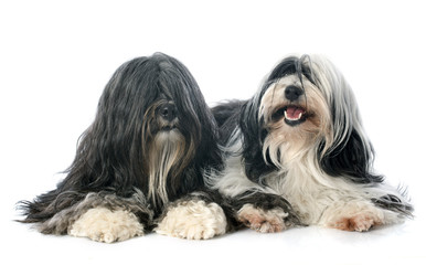 Tibetan terrier