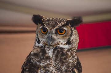 Owl