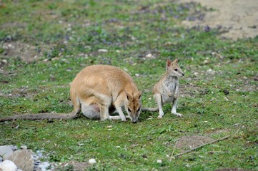 Flinkwallaby schwangere Mama mit Kind