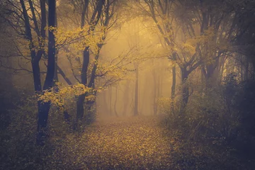 Foto op Plexiglas Woonkamer Mysterieus mistig bos met een sprookjesachtige uitstraling