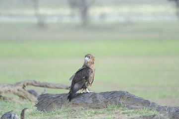 Bataleur ( Terathopius ecaudatus). Juvenile  in Kalahari desert