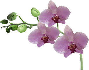 pink orchid with three flowers and green buds on white