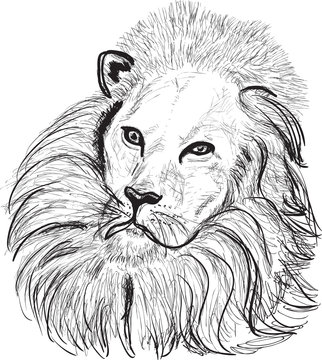 lion head sketch on white