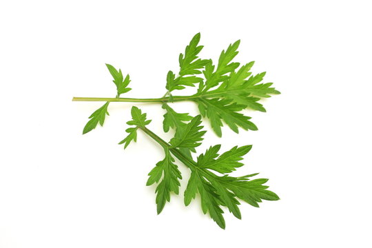 Artemisia Indica Images Browse 1 507 Stock Photos Vectors And Video Adobe Stock