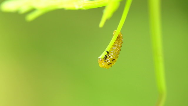 Caterpillars eating leaves