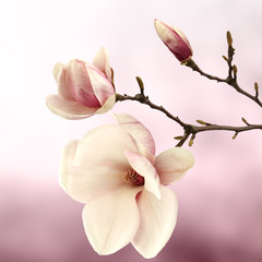 Delicate magnolia flower on soft pink background, spring freshness and beauty concept. Skincare,...
