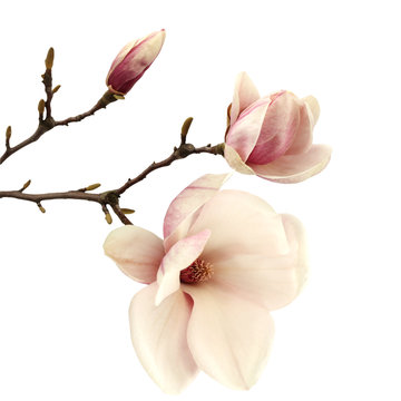Fototapeta magnolia