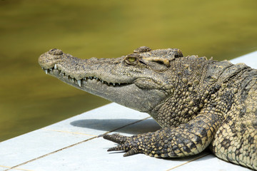 Alligator