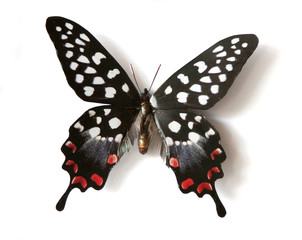 Papilio Antenor