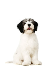 Polish Lowland Sheepdog isolated on a white background