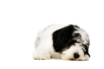 Polish Lowland Sheepdog isolated on a white background