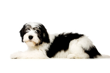 Polish Lowland Sheepdog isolated on a white background