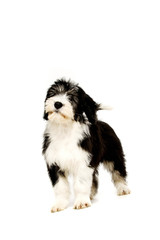 Polish Lowland Sheepdog isolated on a white background