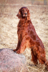 Red irish setter dog