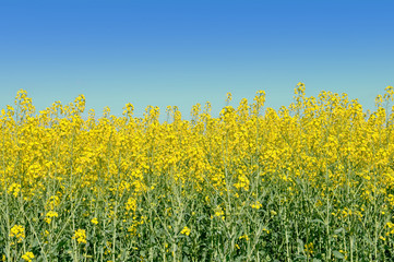 colza in bloom field on blue sky background