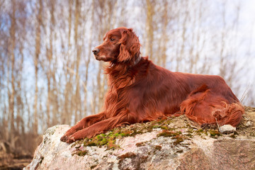 Red irish setter dog