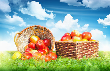 Ripe apples in a basket