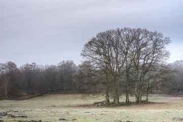 Cluster of trees on a meadow