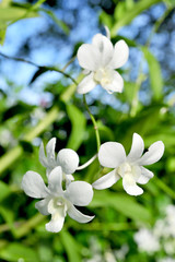 small white flowers