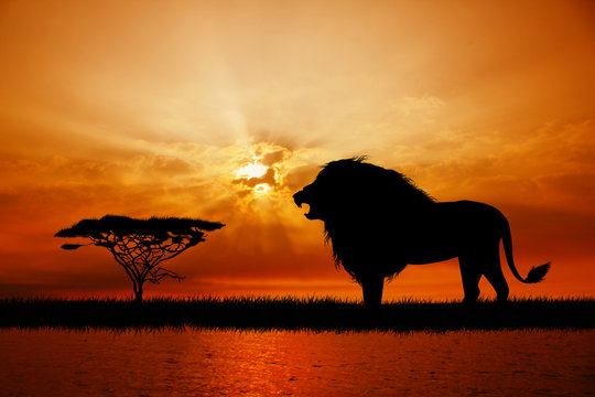 Lion at sunset