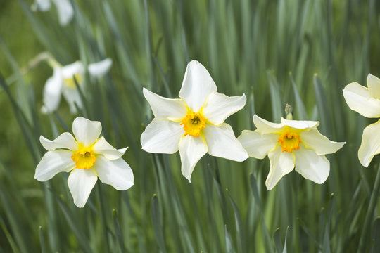 Narcissus 'Conspicuus' - white with yellow tinged petals