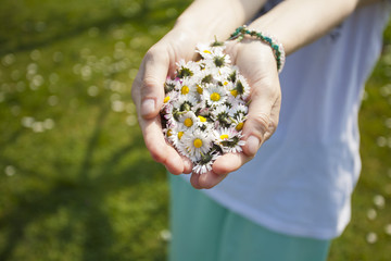 Woman's hands with Daisies