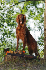Gun dog near to trophies, vertical, outdoors