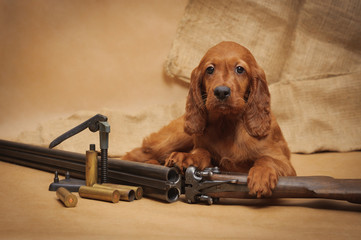 Puppy and hunting accessories