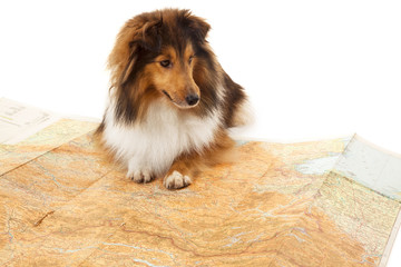 Portrait of dog sitting on map