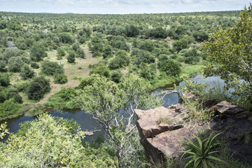 safari in kruger national park south africa