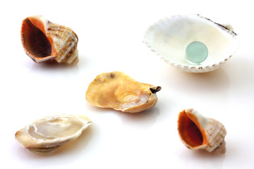 Shells with pearl and Rapana isolated on white