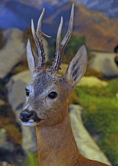 deer wild animals of the forest in the middle of the Woods