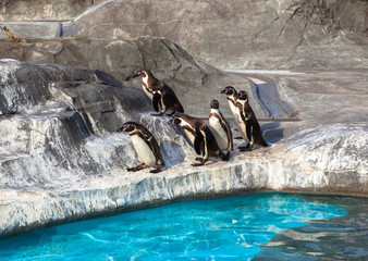 Fototapeta premium Cute Humboldt Penguins (Spheniscus Humboldt) in a zoo, Japan