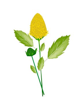 Fresh Paracress Plant on A White Background