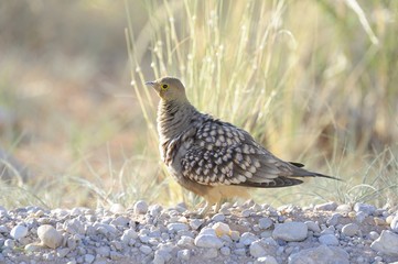 Namaqua Sand Grouse ( Pterocles namaqua)  in in Kalahari desert