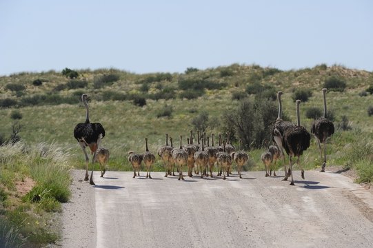 Ostrich (Struthio camelus) family in Kgalagadi transfrontier Pk.
