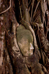 Thailand - Buddha  head in the  roots