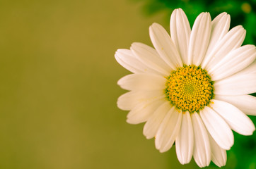 Fototapeta premium daisy