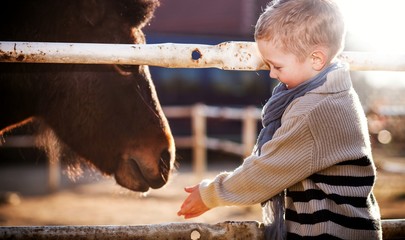 Child feeding pony in mini zoo