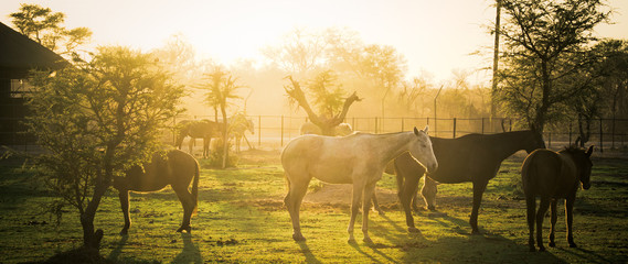 Early Morning Ranch