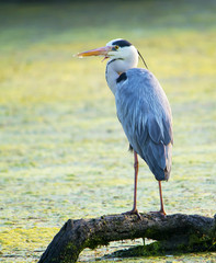 Grey Heron (Ardea Cinerea)