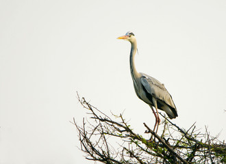 Grey Heron (Ardea Cinerea)