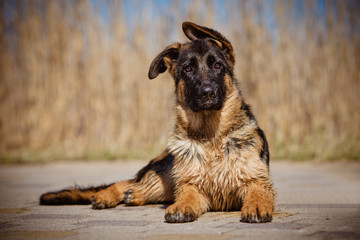 german shepherd puppy lying down