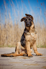 german shepherd puppy