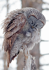 Great Grey Owl