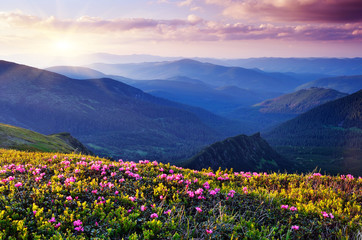 Flowers in the mountains